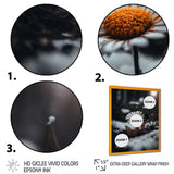 A Blooming Orange Daisy Flower In Winter I Framed Print Vibrant Gold - 1.5Width