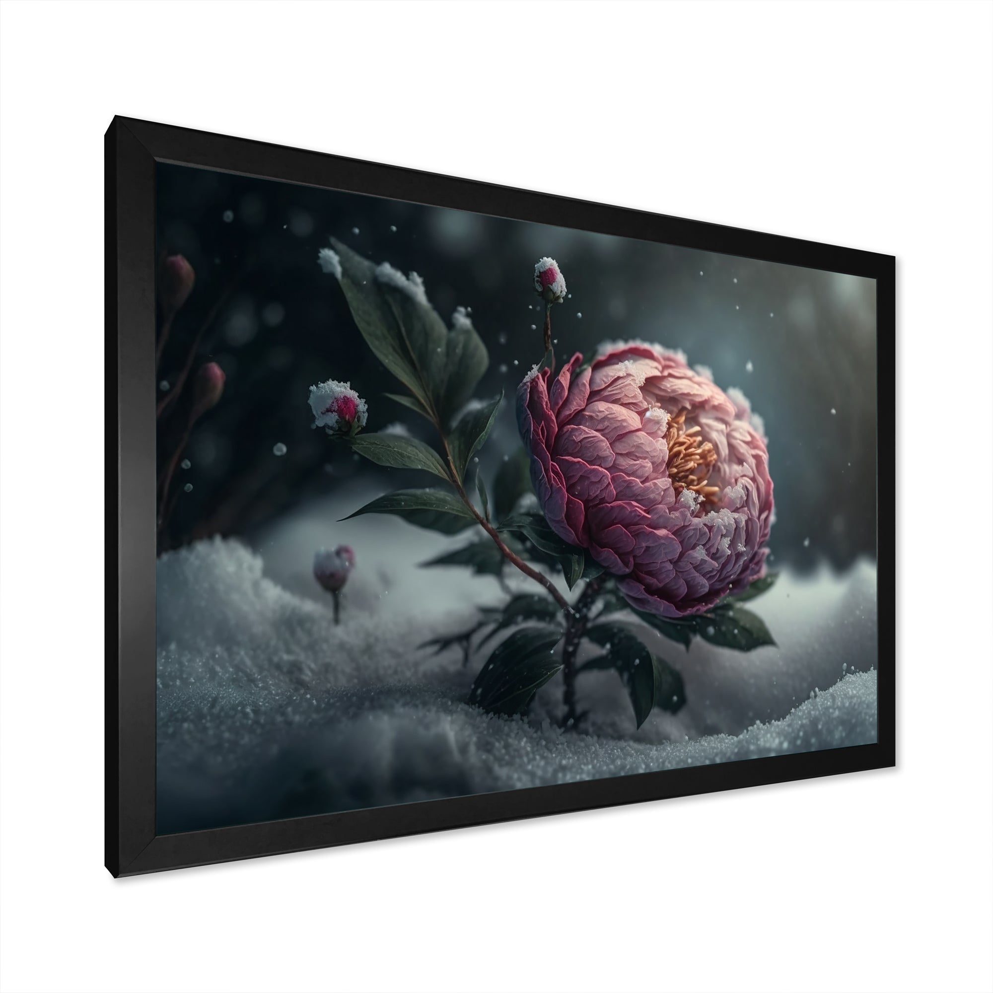 A Blooming Pink Peony Flower In Winter III Framed Print Vibrant Black - 1.5Width