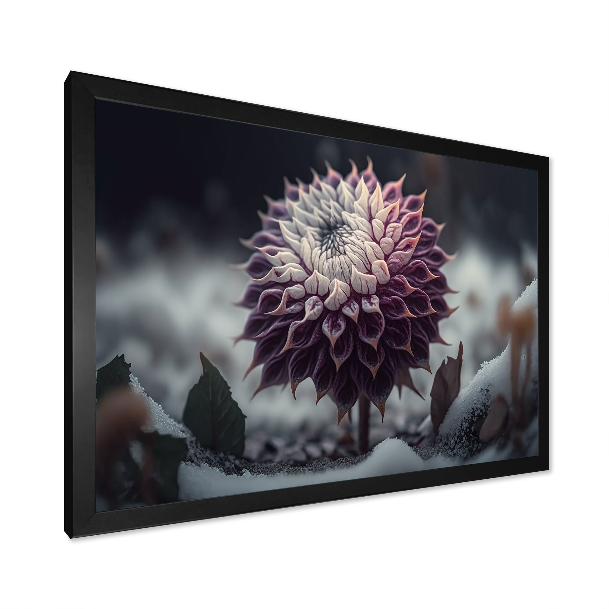 A Blooming Purple Dahlia Flower In Winter III Framed Print Vibrant Black - 1.5Width