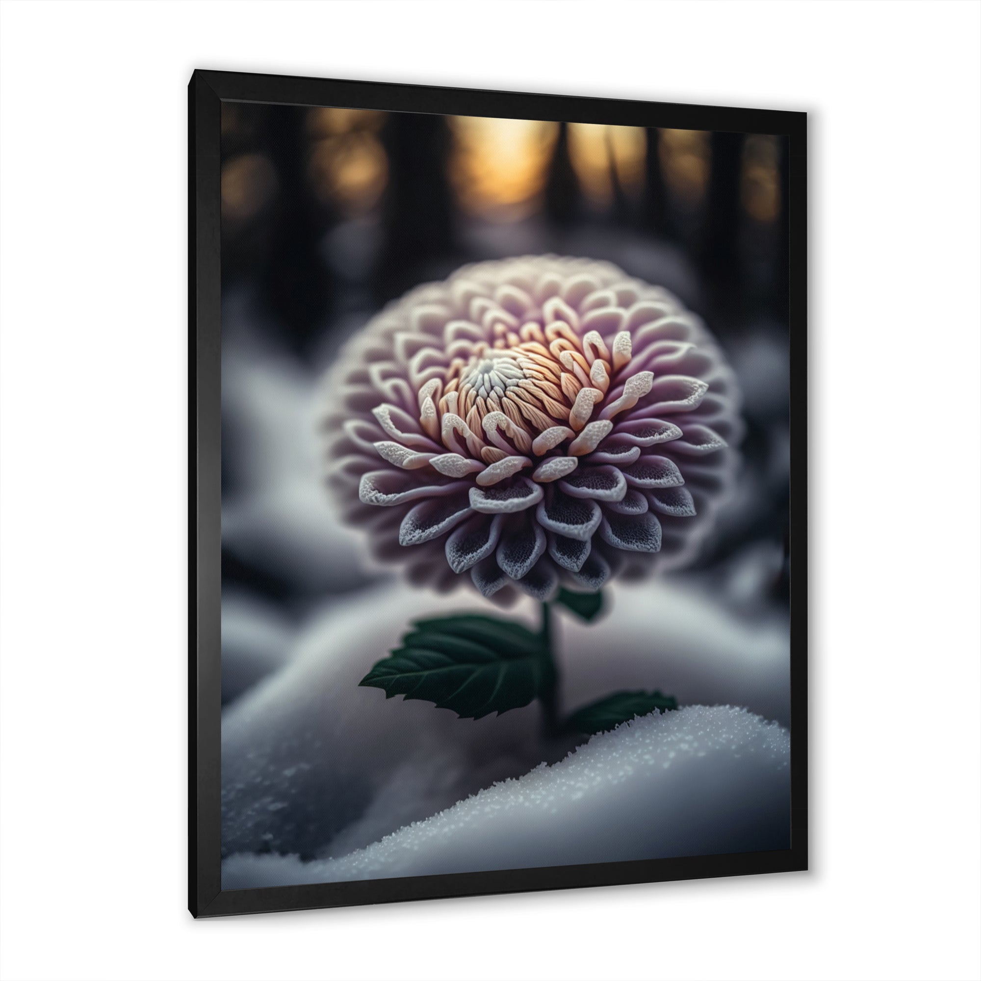 A Blooming Purple Dahlia Flower In Winter V Framed Print Vibrant Black - 1.5Width
