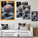 A Blooming Purple Dahlia Flower In Winter V Framed Print Vibrant Black - 1.5Width