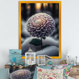 A Blooming Purple Dahlia Flower In Winter V Framed Canvas Vibrant Black - 1.5Thick