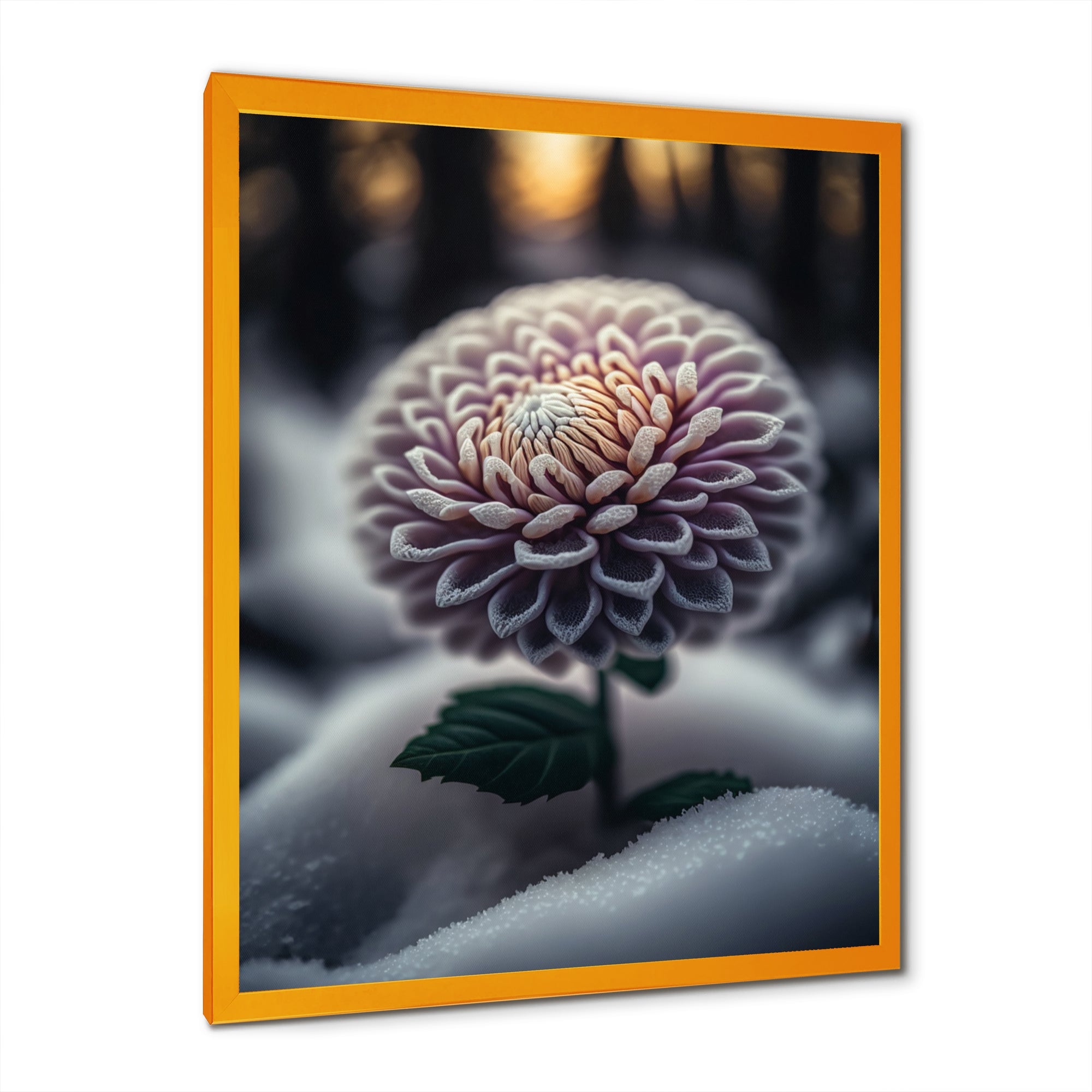 A Blooming Purple Dahlia Flower In Winter V Framed Print Vibrant Gold - 1.5Width