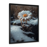 A Blooming White Daisy Flower In Winter Framed Print Vibrant Black - 1.5Width