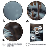 A Blooming White Daisy Flower In Winter Framed Print Vibrant Black - 1.5Width