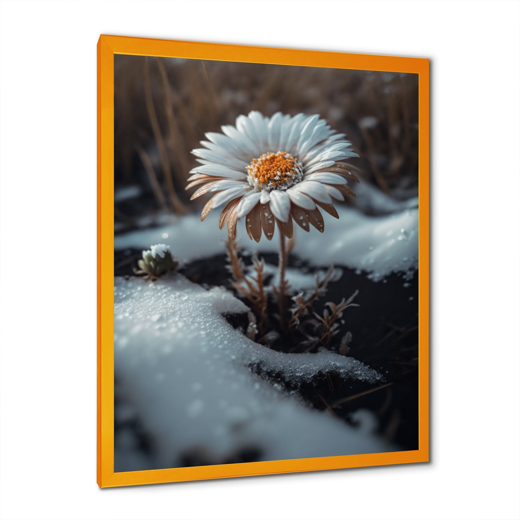 A Blooming White Daisy Flower In Winter Framed Print Vibrant Gold - 1.5Width