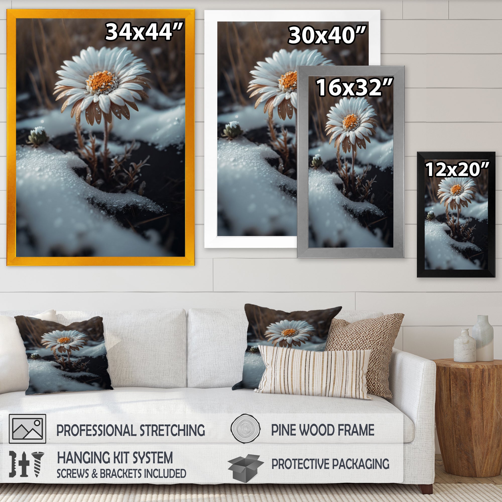 A Blooming White Daisy Flower In Winter Framed Print Vibrant Gold - 1.5Width