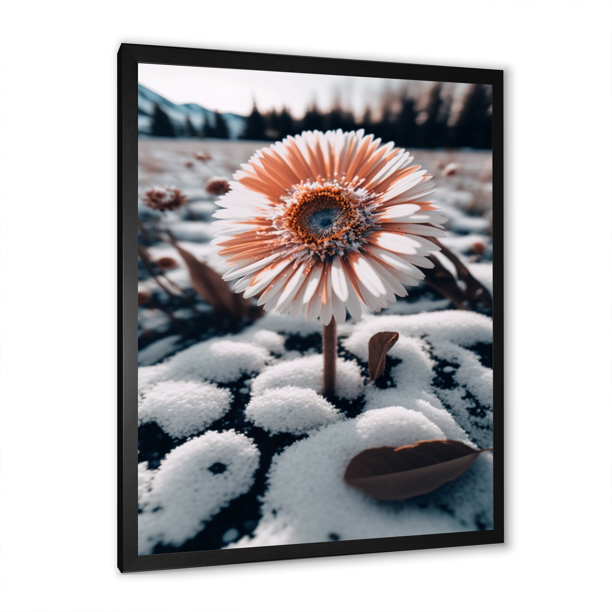 A Blooming White Gerbera Flower In Winter Framed Print Vibrant Black - 1.5Width