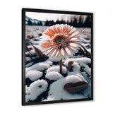 A Blooming White Gerbera Flower In Winter Framed Print Vibrant Black - 1.5Width