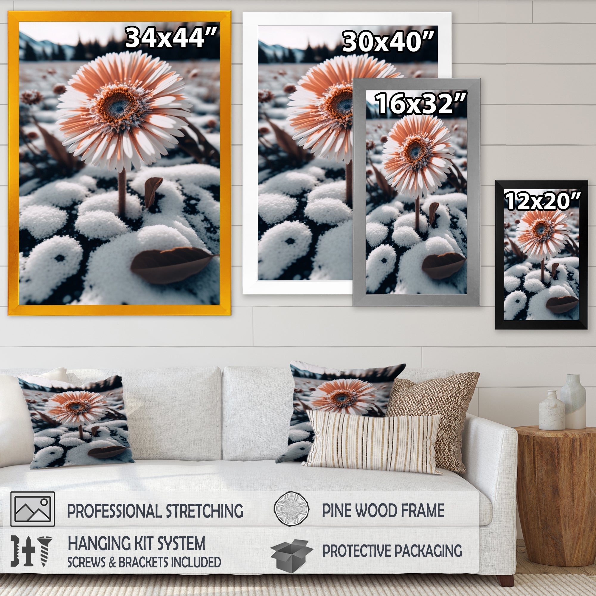 A Blooming White Gerbera Flower In Winter Framed Print Vibrant Black - 1.5Width