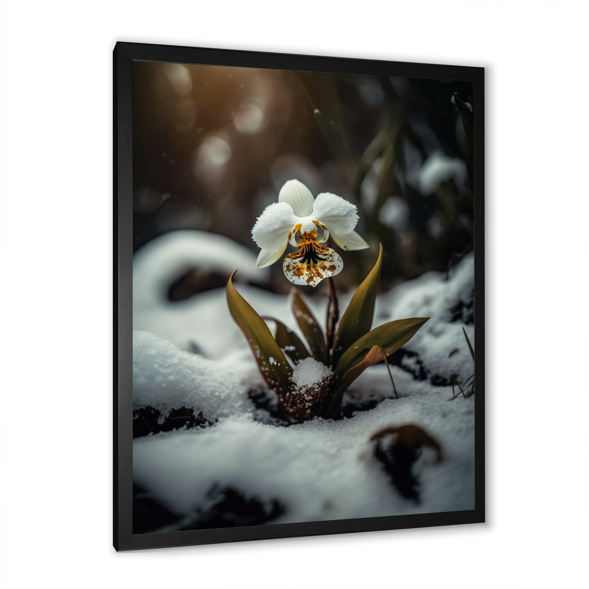 A Blooming White Orchid Flower In Winter II Framed Print Vibrant Black - 1.5Width
