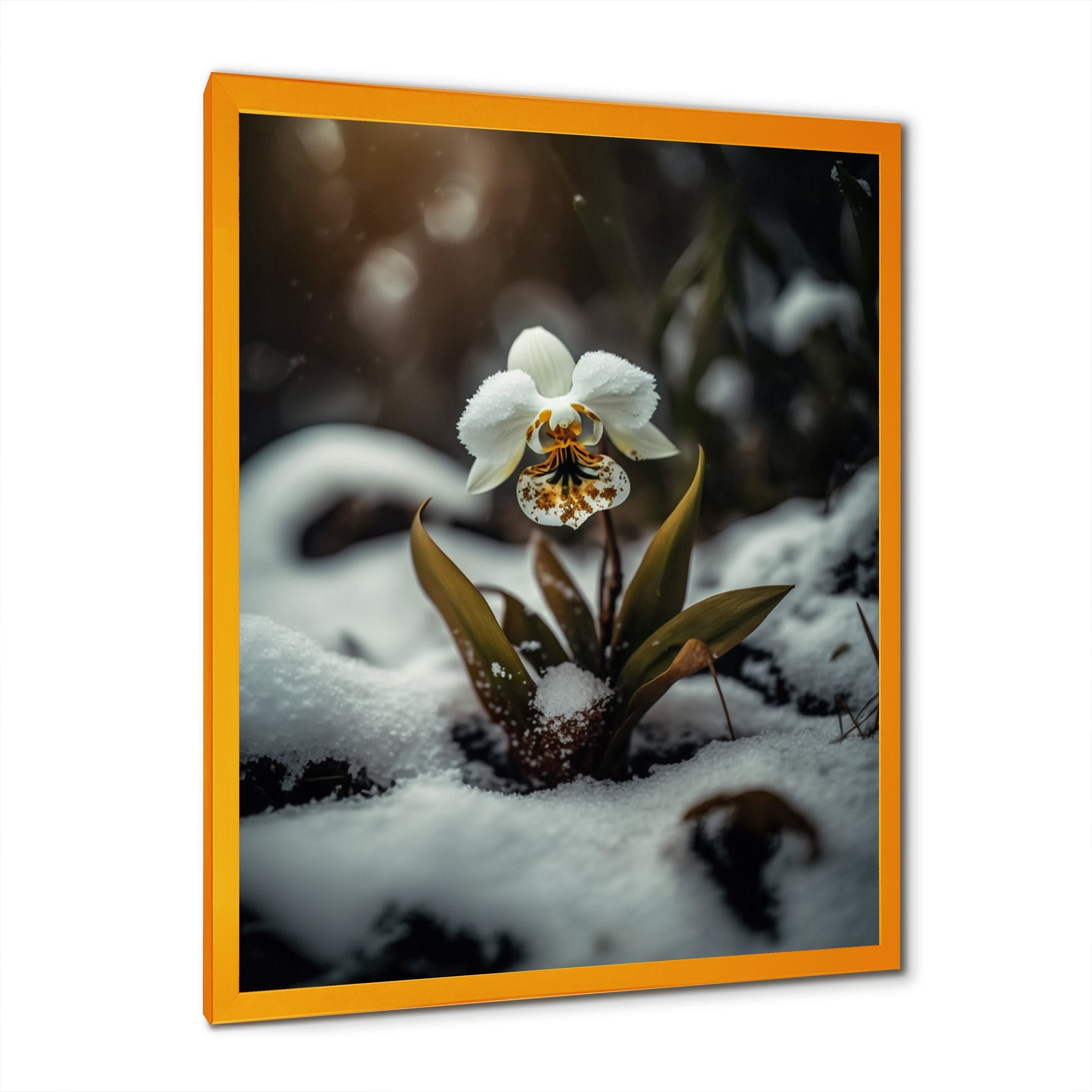 A Blooming White Orchid Flower In Winter II Framed Print Vibrant Gold - 1.5Width