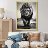 Black And White Lion Running In Africa - Animals Canvas Wall Art