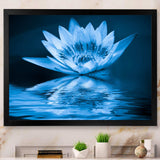 Blue Water Lily