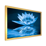 Blue Water Lily