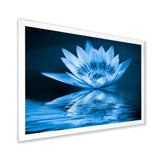 Blue Water Lily