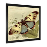 Vintage Illustration Of Butterfly III