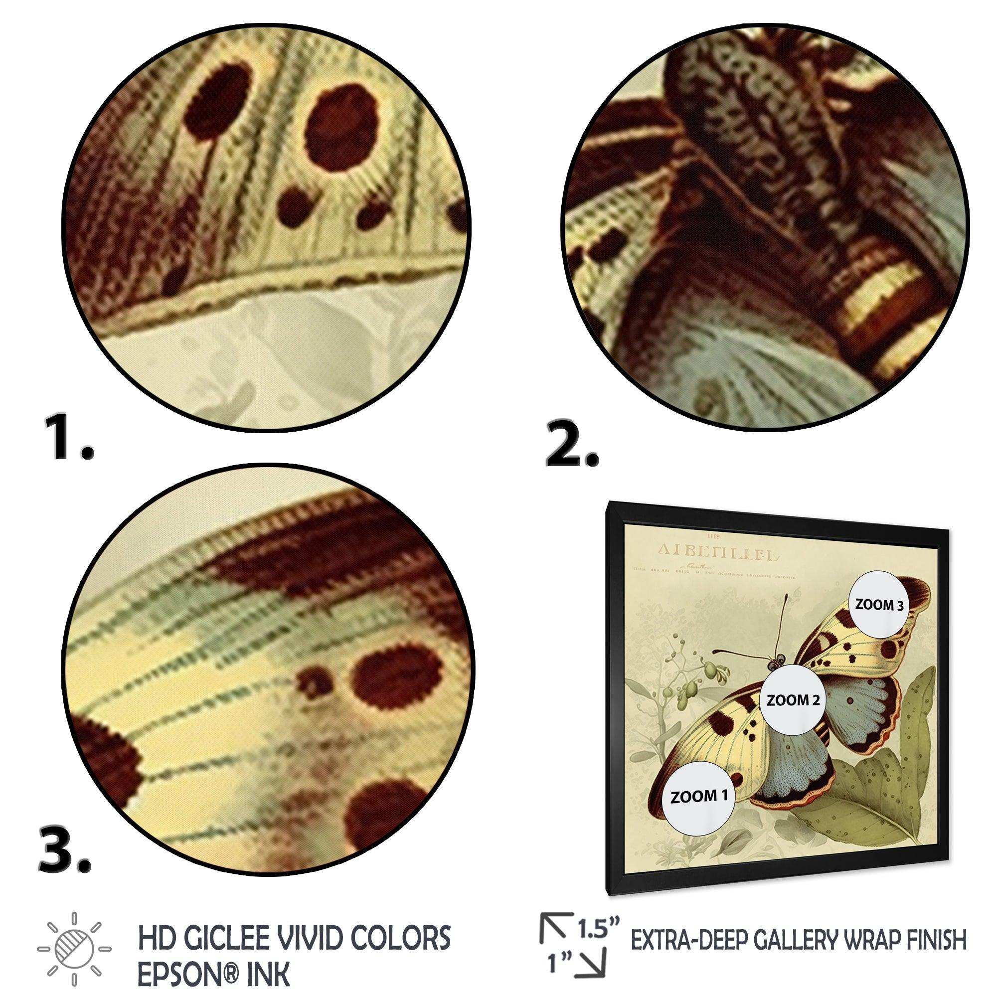 Vintage Illustration Of Butterfly III