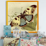 Vintage Illustration Of Butterfly III