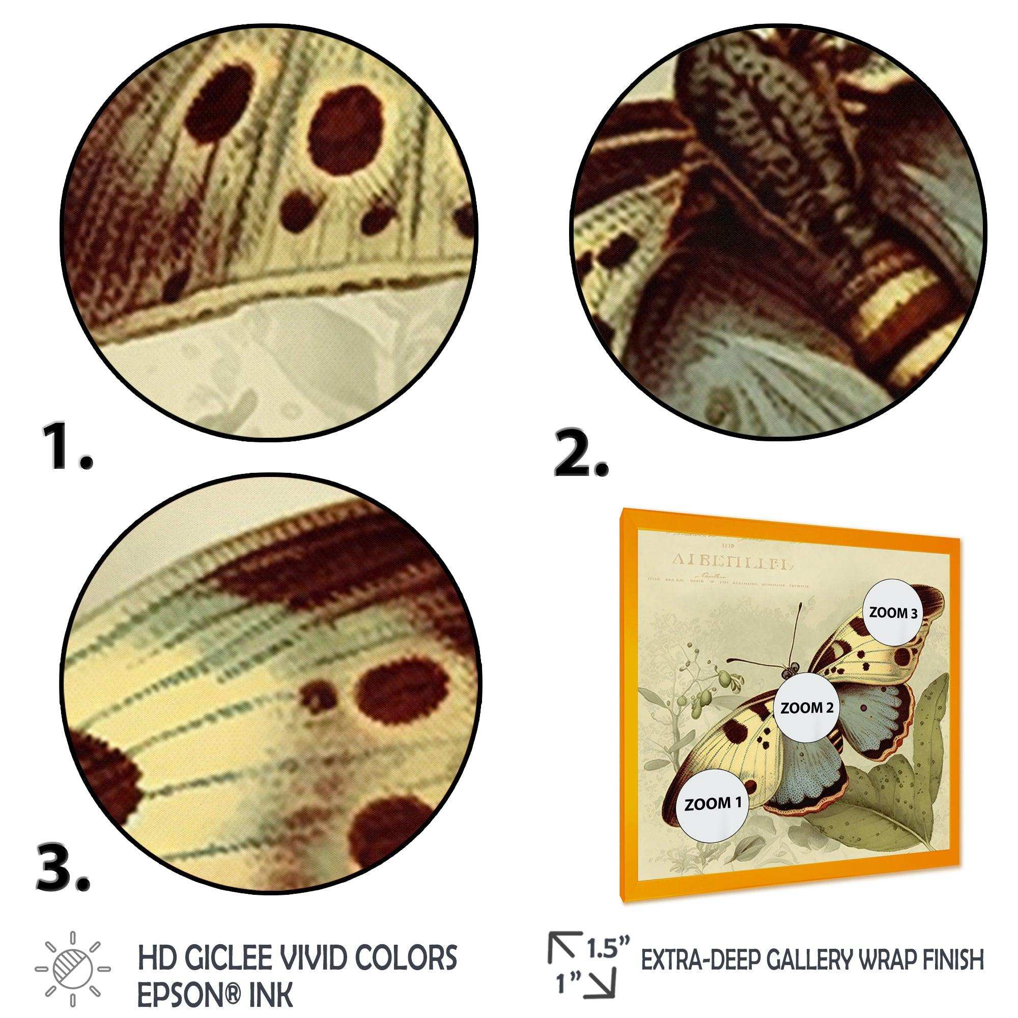 Vintage Illustration Of Butterfly III