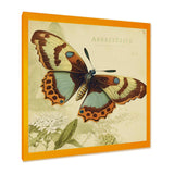 Vintage Illustration Of Butterfly IV