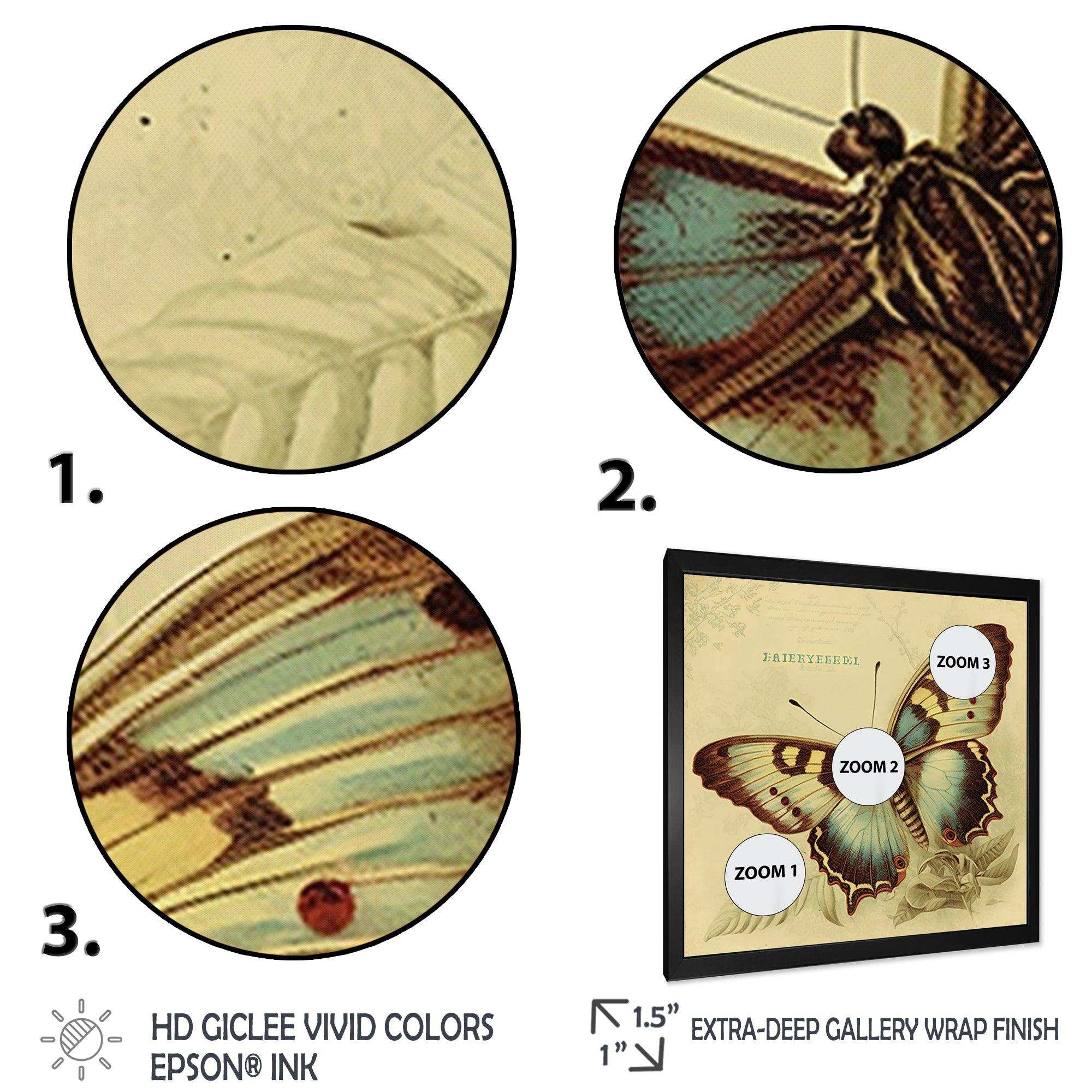 Vintage Illustration Of Butterfly V