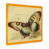 Vintage Illustration Of Butterfly V