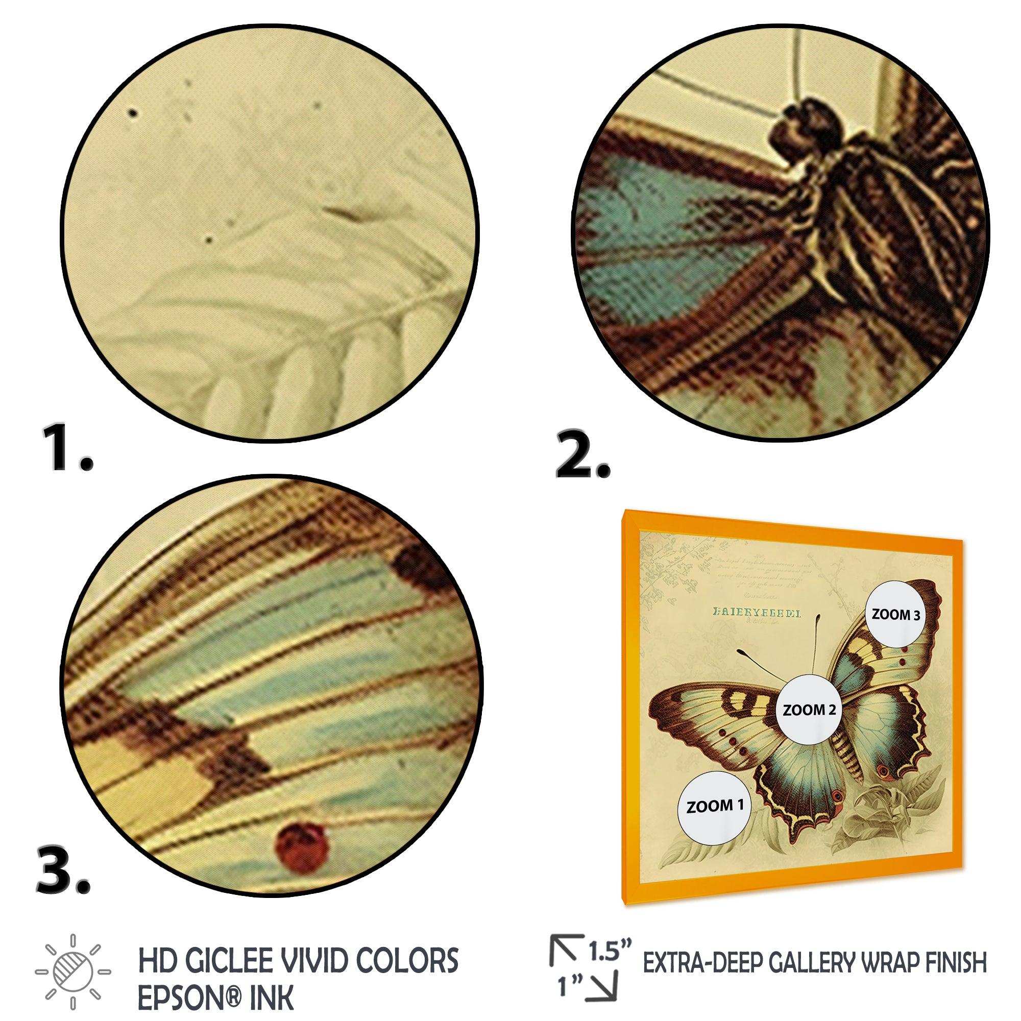 Vintage Illustration Of Butterfly V