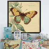 Vintage Illustration Of Butterfly VI