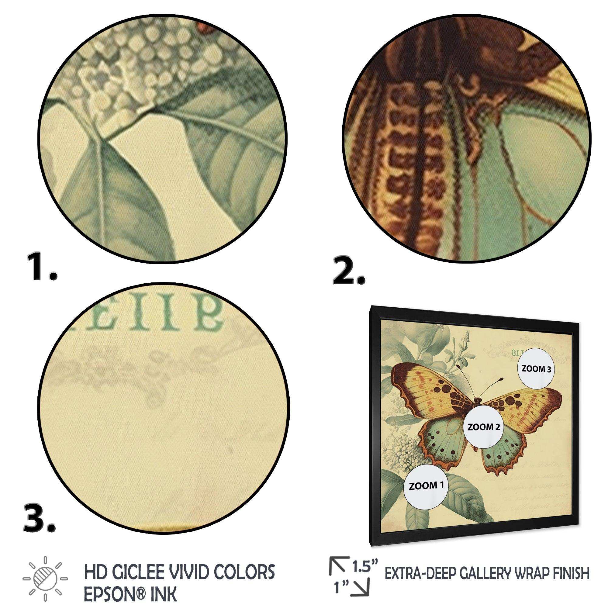 Vintage Illustration Of Butterfly VI