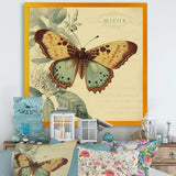 Vintage Illustration Of Butterfly VI