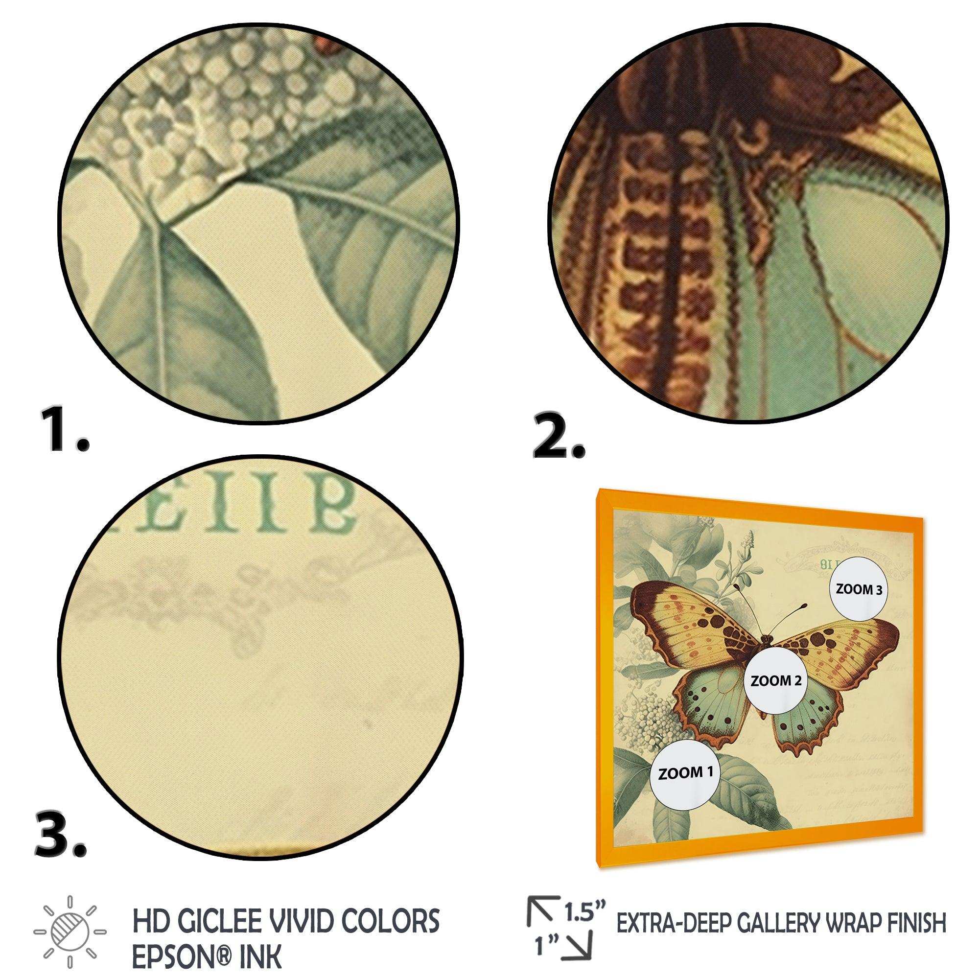 Vintage Illustration Of Butterfly VI