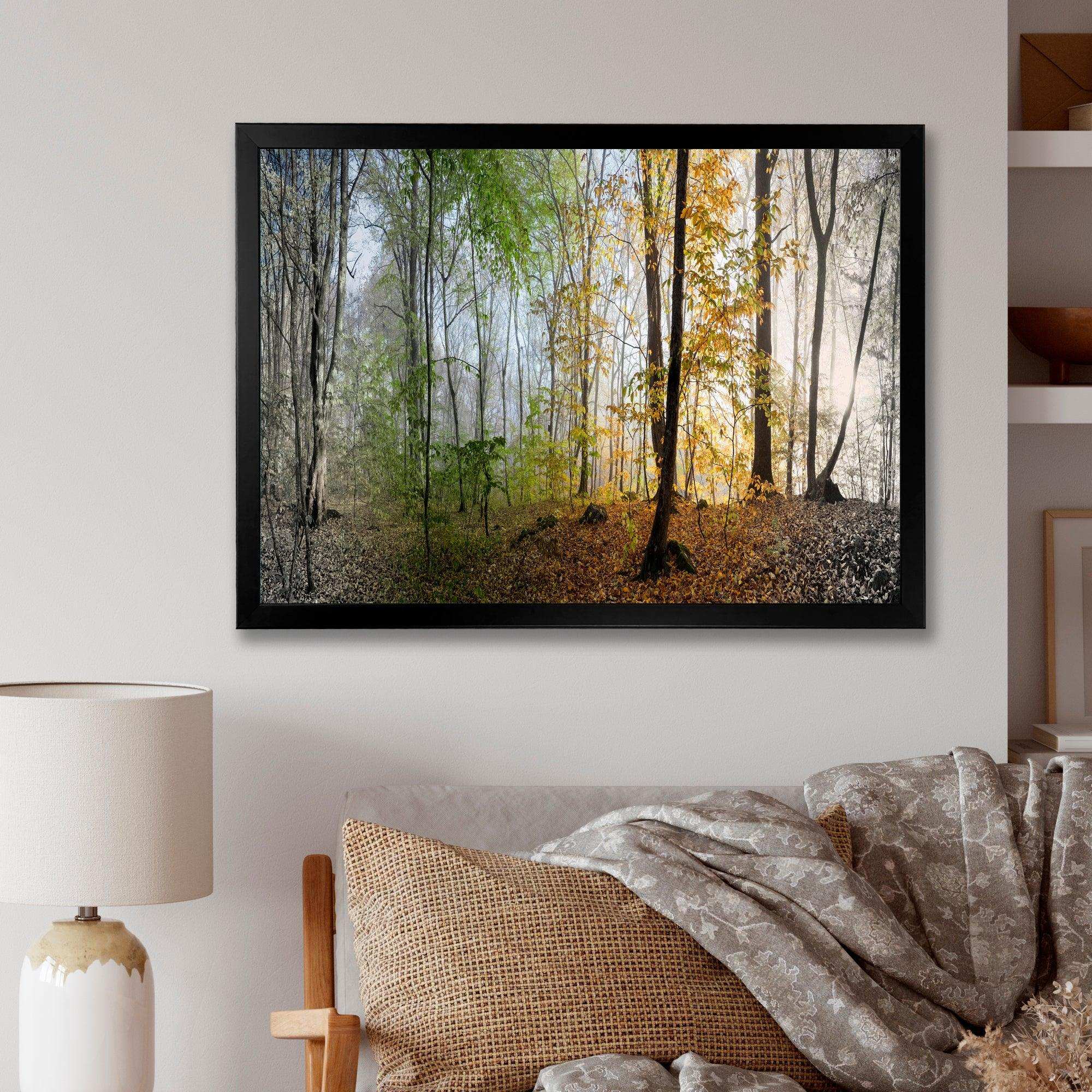 Morning Forest Panoramic View