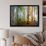 Morning Forest Panoramic View