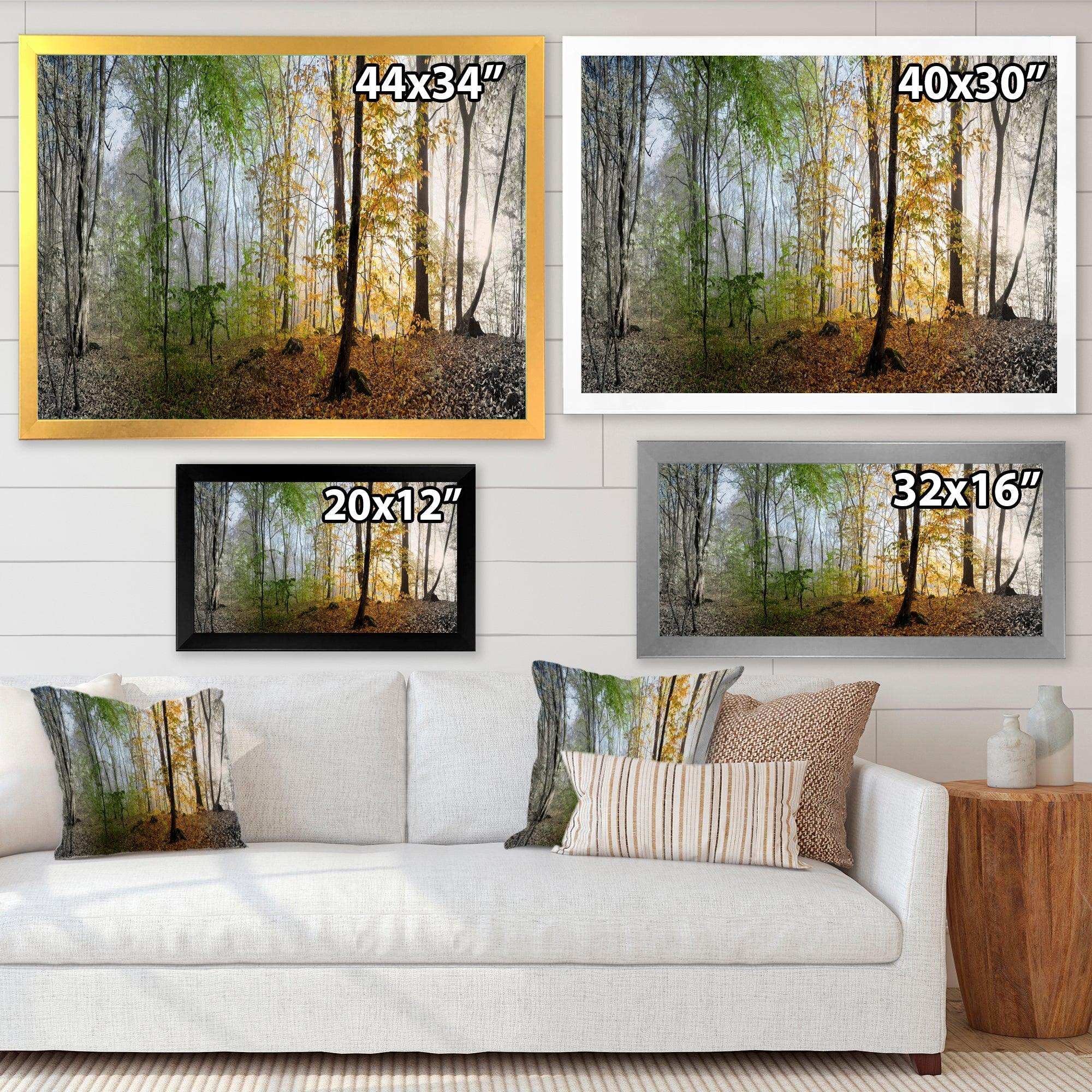 Morning Forest Panoramic View