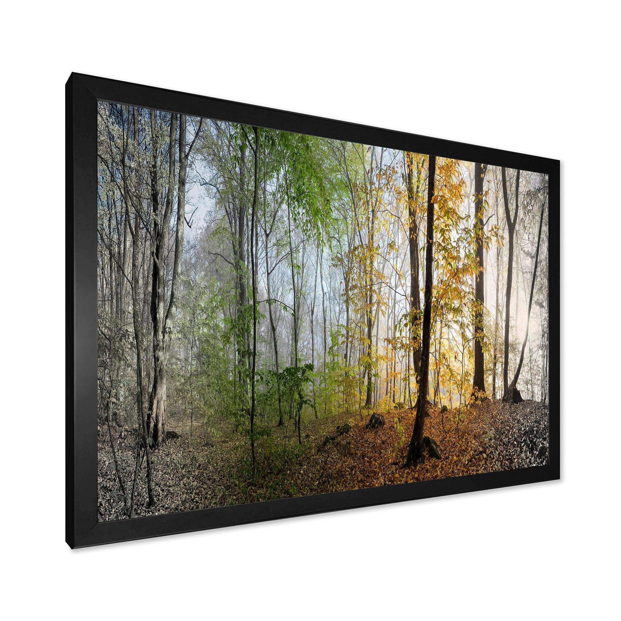 Morning Forest Panoramic View