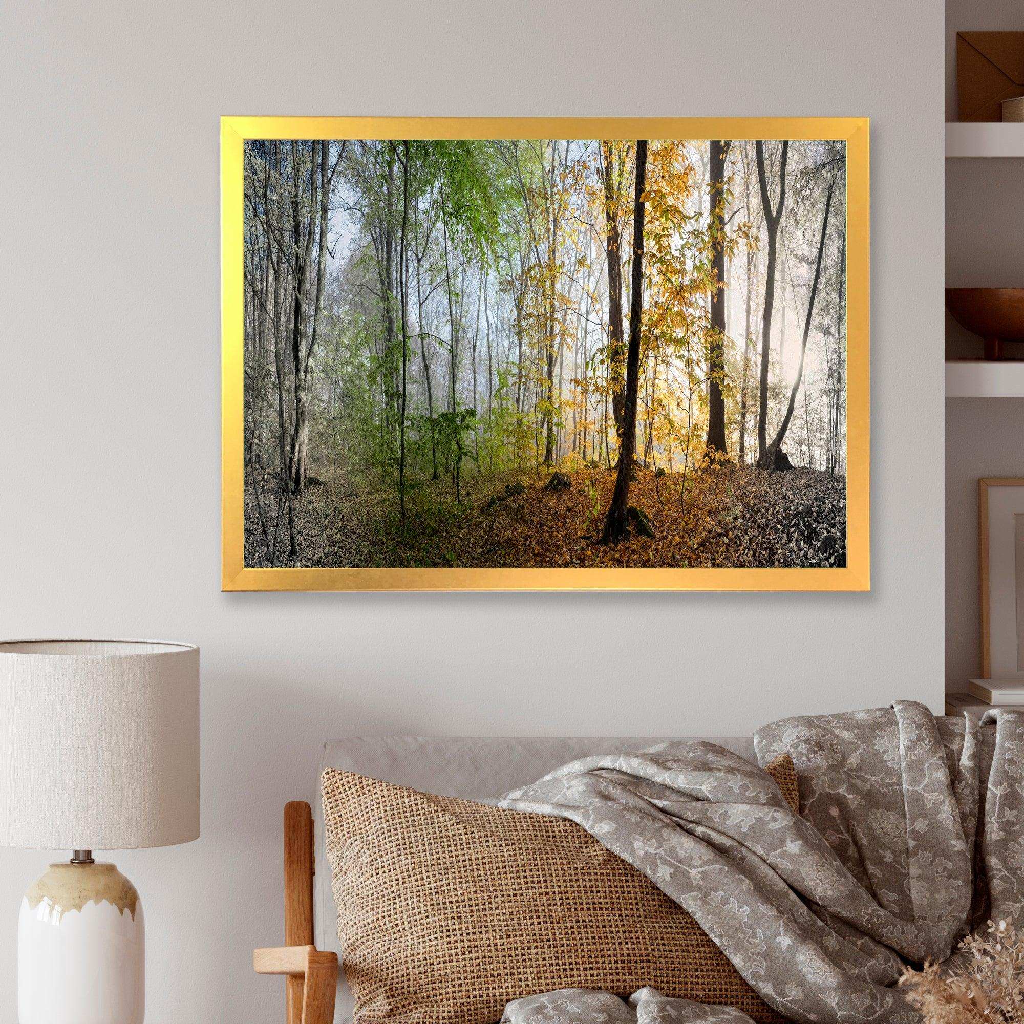 Morning Forest Panoramic View