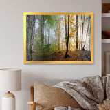 Morning Forest Panoramic View