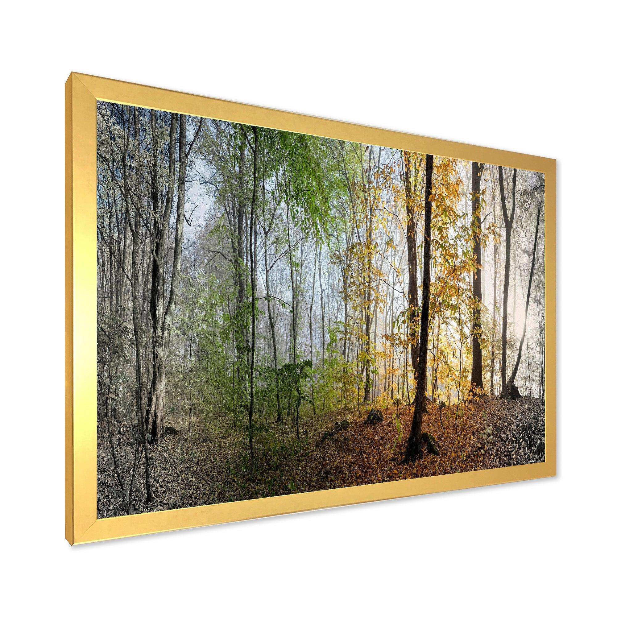 Morning Forest Panoramic View