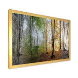 Morning Forest Panoramic View