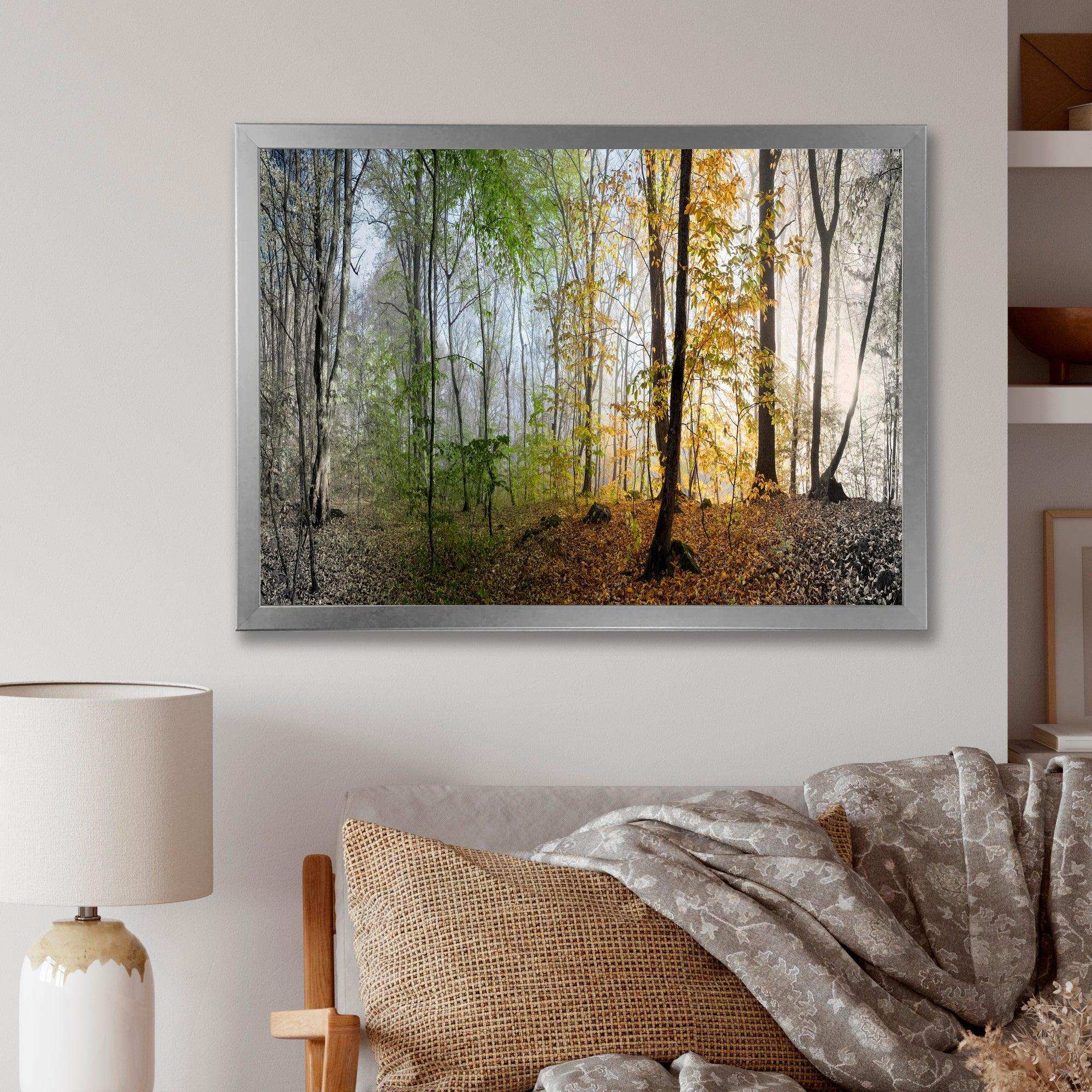 Morning Forest Panoramic View