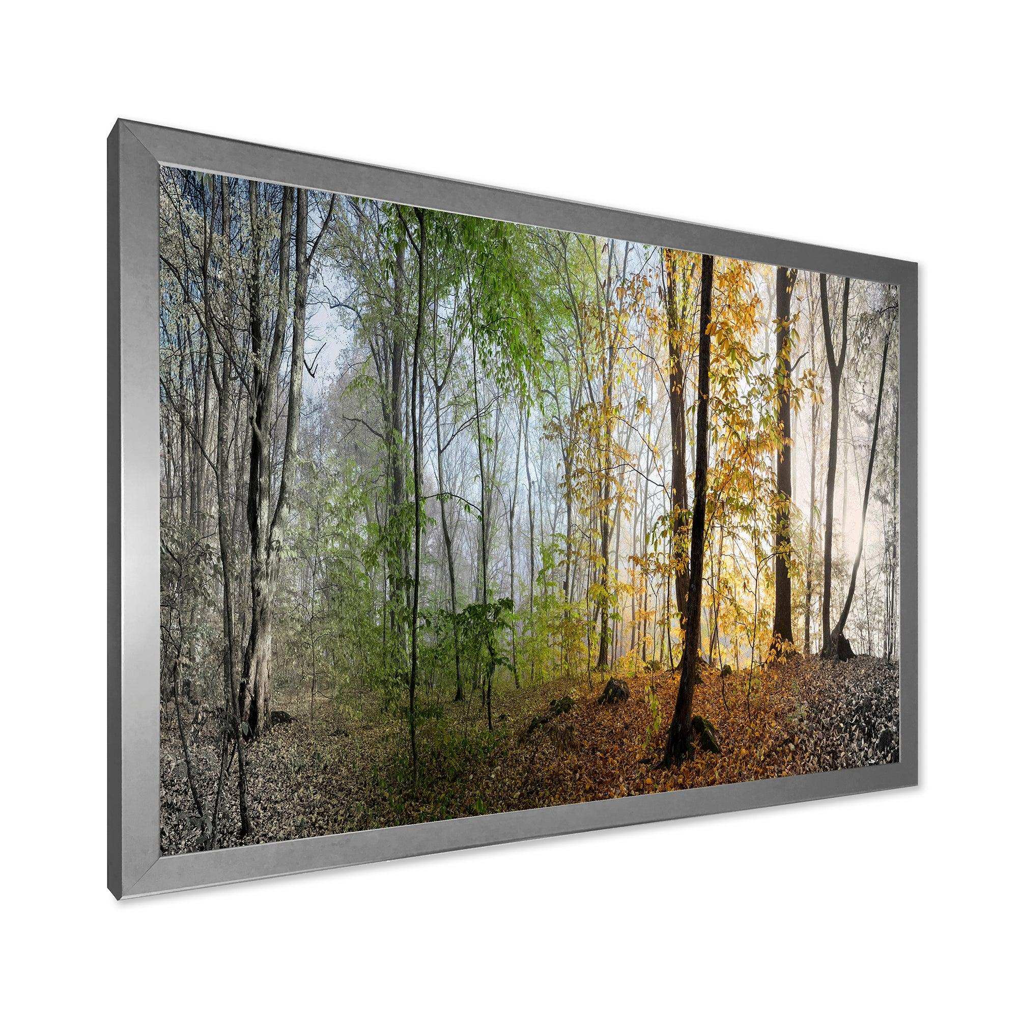 Morning Forest Panoramic View