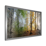 Morning Forest Panoramic View