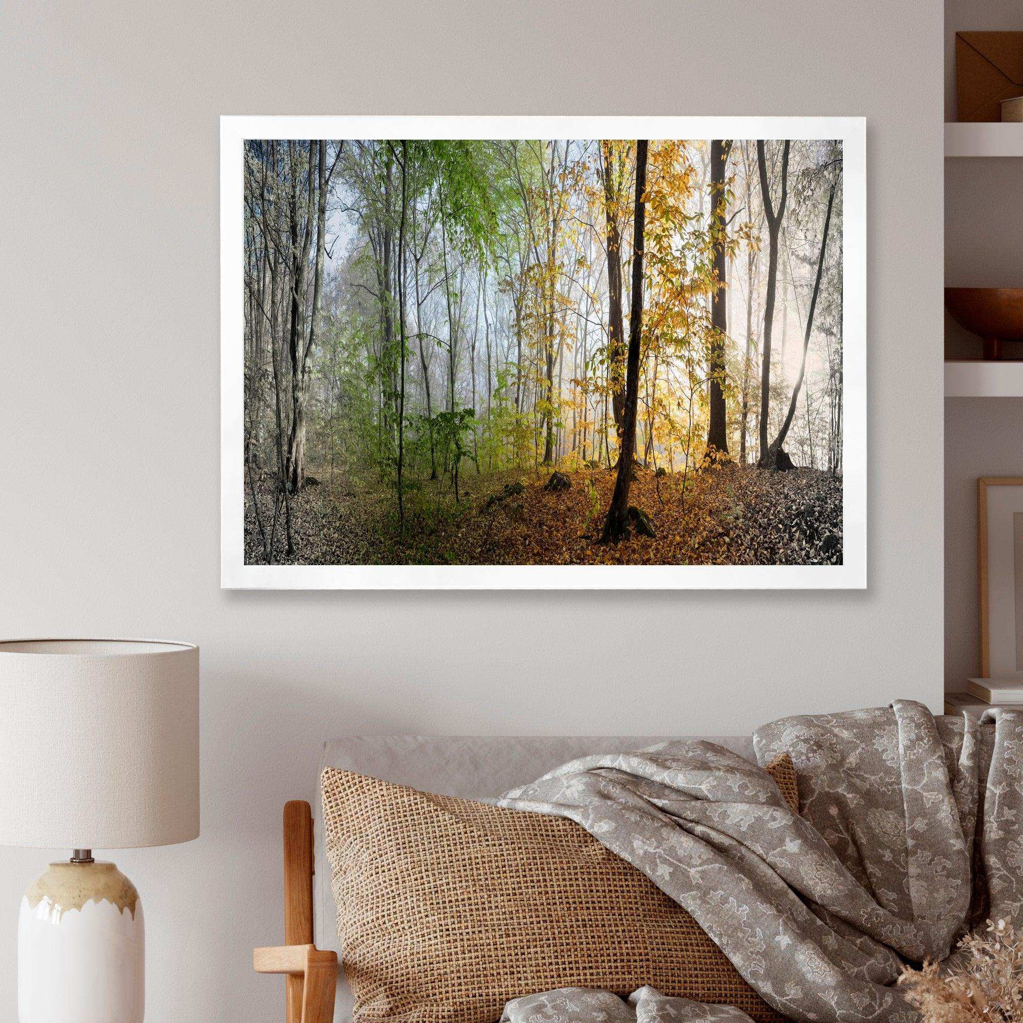 Morning Forest Panoramic View