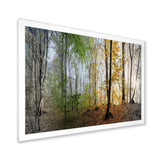 Morning Forest Panoramic View