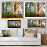 Morning Forest Panorama