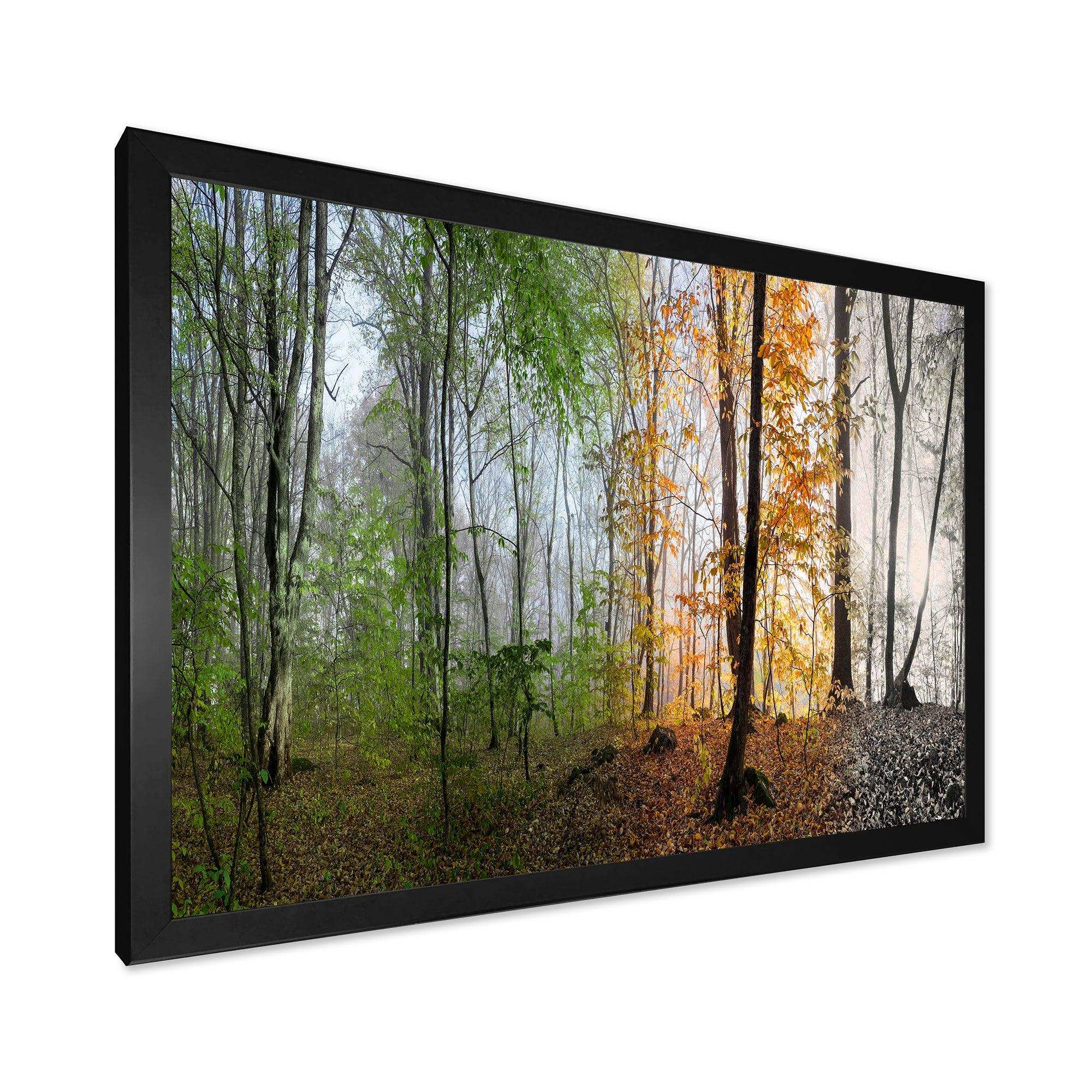 Morning Forest Panorama