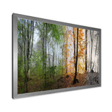 Morning Forest Panorama