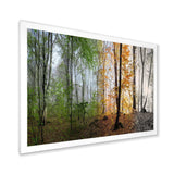 Morning Forest Panorama