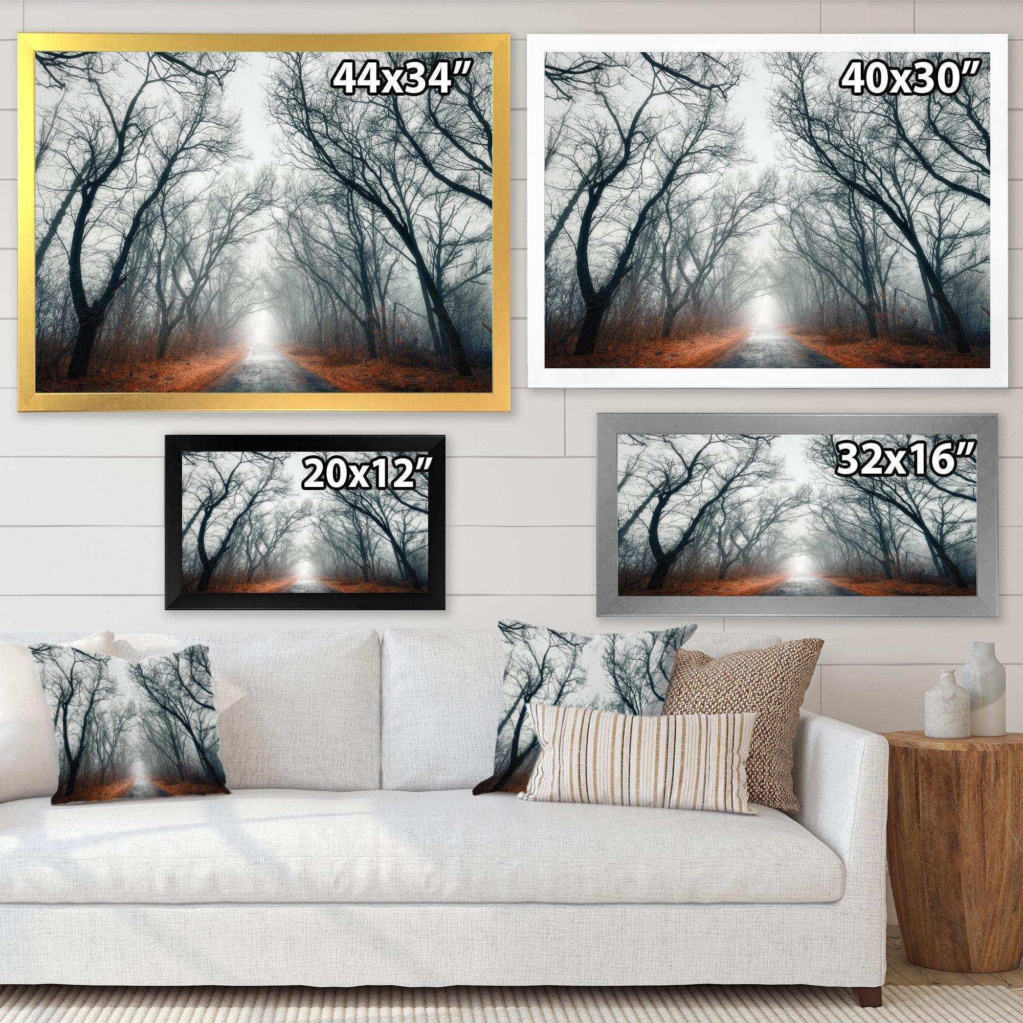 Mystic Road in Forest